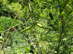 Secamone gerrardii