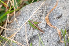 Conocephalus maculatus