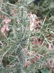 Ulex europaeus