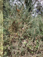 Ulex europaeus