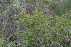 Azima tetracantha