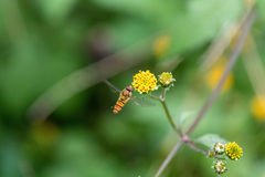 Episyrphus balteatus