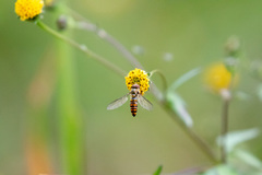 Episyrphus balteatus