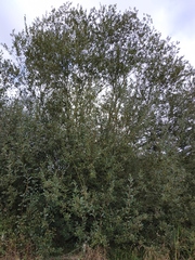 Salix cinerea