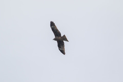 Milvus migrans lineatus