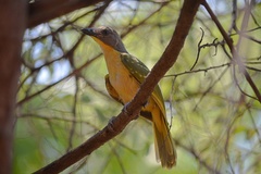 Malaconotus blanchoti