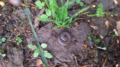 Ommatoiulus lusitanus