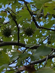 Liquidambar styraciflua