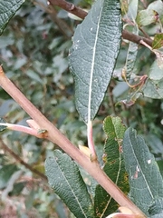 Salix cinerea