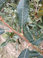 Salix cinerea