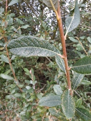 Salix cinerea