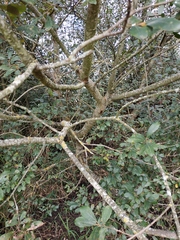 Salix cinerea