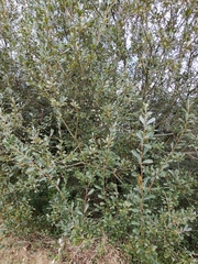 Salix cinerea