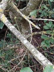 Salix cinerea