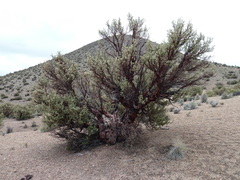 Polylepis tarapacana