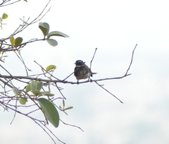 Rhipidura albogularis