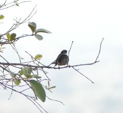 Rhipidura albogularis