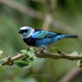 Masked Tanager - Photo (c) jaceballos, some rights reserved (CC BY-NC)