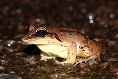 Leptodactylus mystaceus