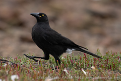 Strepera versicolor melanoptera