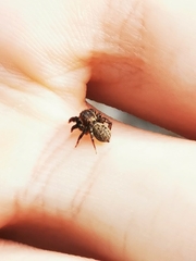 Euophrys