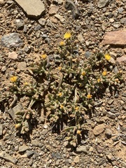 Mesembryanthemum inachabense