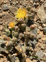 Mesembryanthemum inachabense