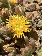 Mesembryanthemum inachabense