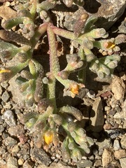 Mesembryanthemum inachabense