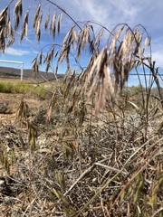 Bromus pectinatus