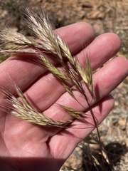 Bromus pectinatus
