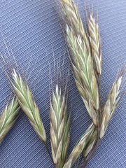 Bromus pectinatus