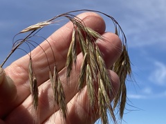 Bromus pectinatus