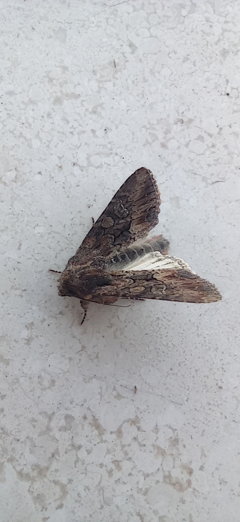 Mniotype spinosa