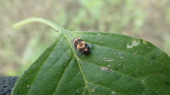 Coccinella transversalis