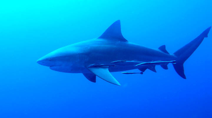 Bull Shark (MatBio: FISHES - Matanzas Biodiversity) · iNaturalist Mexico
