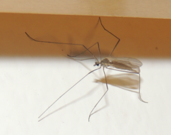 Cheilotrichia