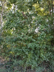 Crataegus monogyna