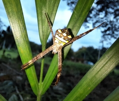 Argiope intricata