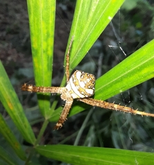Argiope intricata