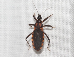Homalocoris erythrogaster