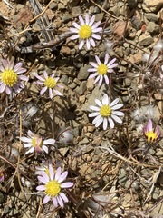 Alatoseta tenuis