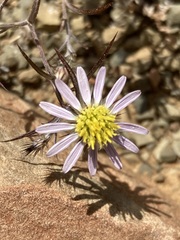 Alatoseta tenuis
