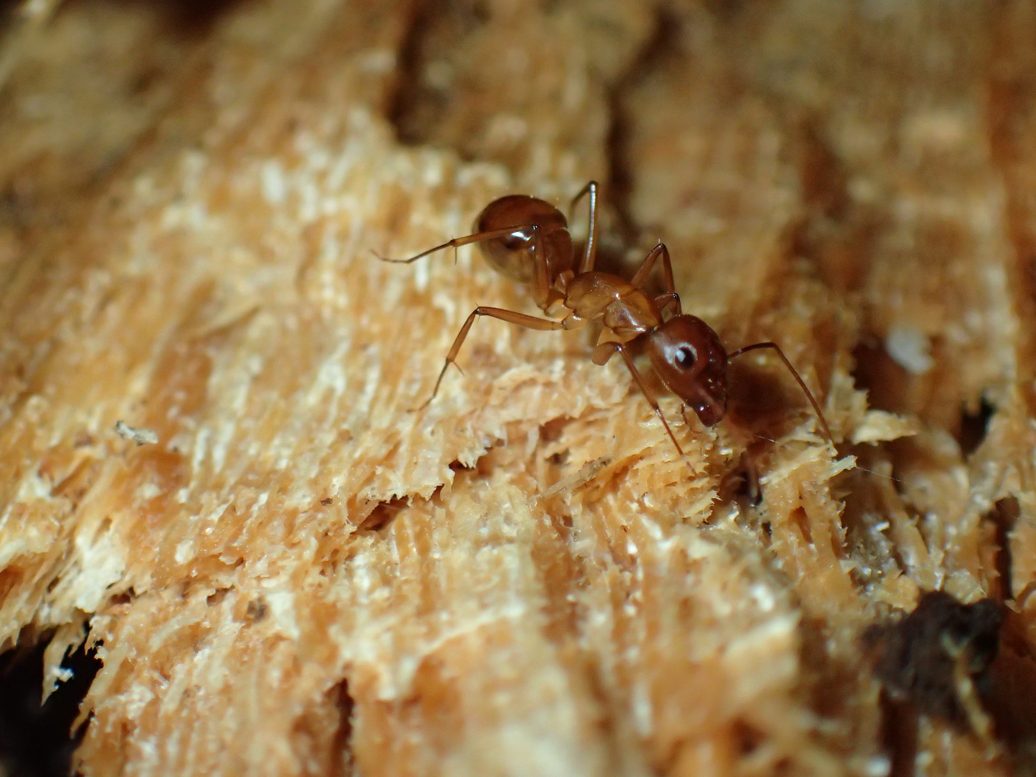 Camponotus maculatus