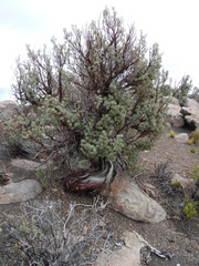 Polylepis tarapacana