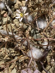 Alatoseta tenuis