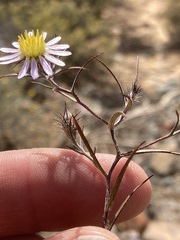 Alatoseta tenuis