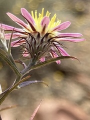 Alatoseta tenuis