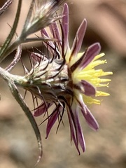 Alatoseta tenuis