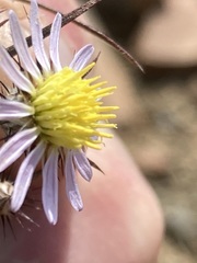 Alatoseta tenuis